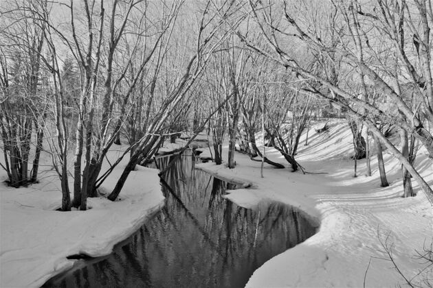 寒冷公园里光秃秃的树上冰冻的河流的灰度照片水风景自然