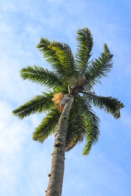 低高高的棕榈树在蓝天下闪闪发光的低角度镜头低角度海滩植物