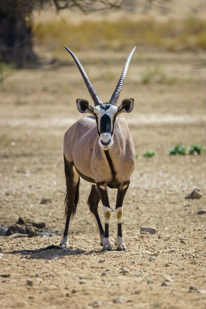 海角一只羚羊在卡拉哈里沙漠纳米比亚垂直拍摄野兽动物砂岩