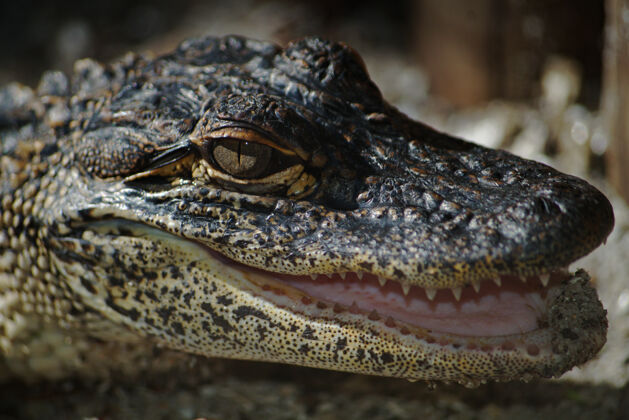 鳄鱼鳄鱼头看起来很有侵略性眼睛侵略性看
