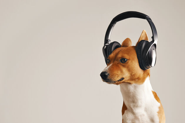 享受决心寻找白色和棕色的basenji狗戴着巨大的耳机隔离在白色音乐乐趣图表