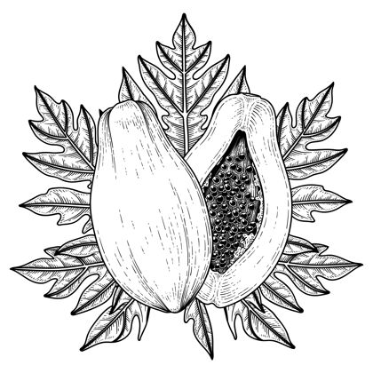 一半一套木瓜水果手绘元素植物插图素描成熟自然