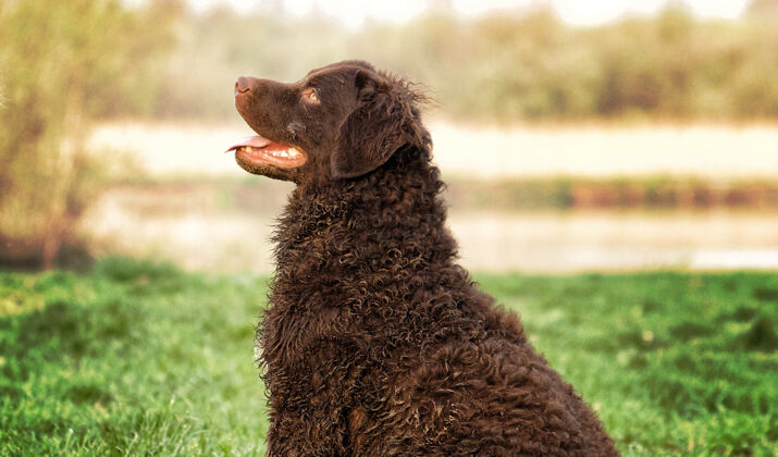 狗一只可爱的卷毛猎犬的选择性聚焦镜头狗卷毛的动物