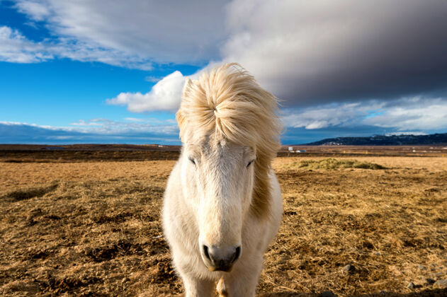 美丽冰岛马白马头冬天农场