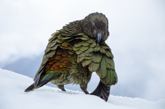 自然新西兰雀巢犬的浅焦镜头雪野生动物雪