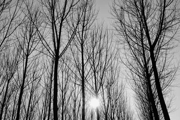 景观森林中无叶树木的灰度照片黑暗户外公园