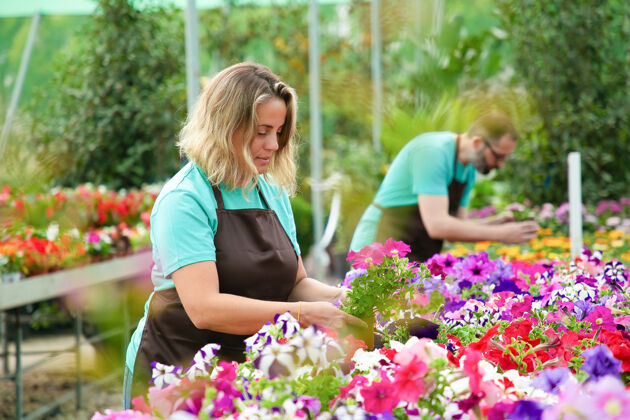 园丁专心致志的女人在温室里的花盆里工作专业的园丁在围裙里照料花园里盛开的植物选择性的关注园艺活动和夏天的概念金发活动季节