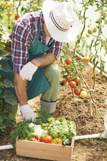 成熟的成年人在花园里努力工作会有结果食物温室不可辨认的人