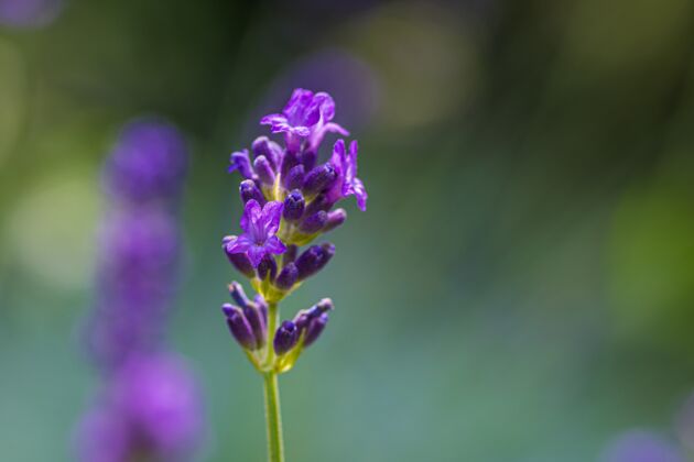 花园一个紫色的英国薰衣草特写镜头芳香芳香疗法植物