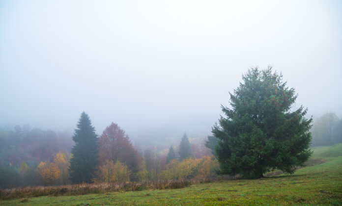 森林色彩斑斓的茂密森林在温暖的喀尔巴阡山脉覆盖着浓浓的灰雾季节日出雾