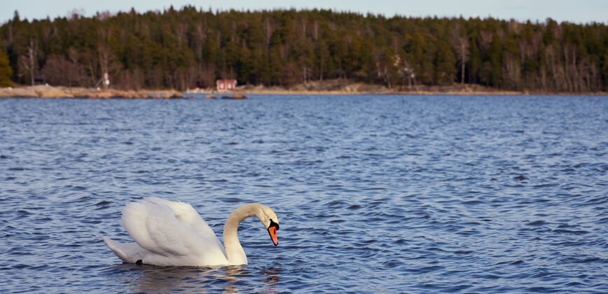 花园芬兰波罗的海沿岸的白天鹅水纯净野生动物
