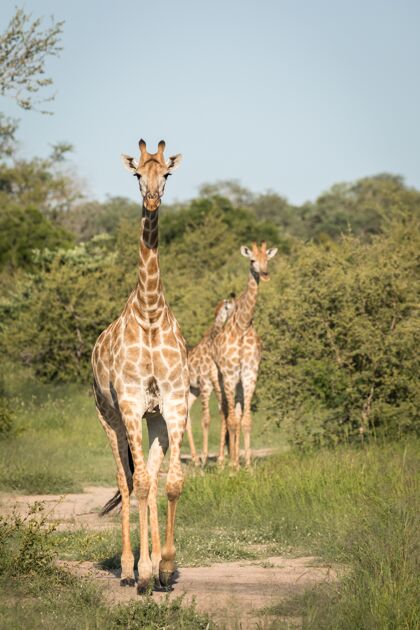 动物园垂直特写镜头可爱的长颈鹿走在绿树丛中的荒野旅行高树