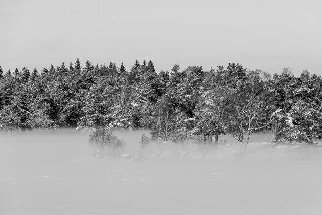 地面冬天的景色有白雪覆盖的常青树和浓浓的地面雾雾冬天树
