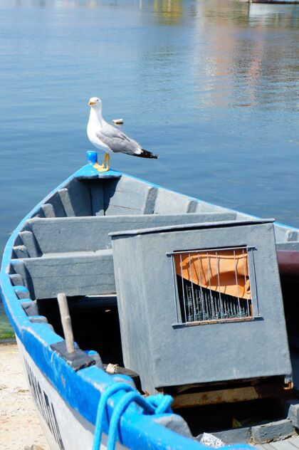 景观垂直的海鸥栖息在海边的船上港口海岸自然