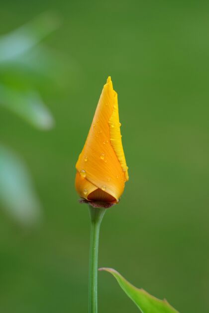 郁金香一朵盛开的黄色郁金香 上面有露珠 这是一张垂直的美丽照片自然垂直植物