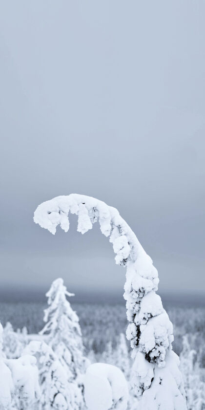 天气特写云杉枝覆盖在瑞斯通图里国家公园 芬兰雪国家树枝树叶
