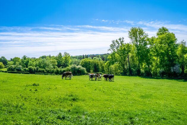 田野白天在牧场上吃草的牛群牧场动物乡村