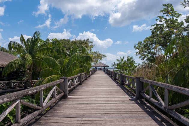 乡村巴西多云的天空下 热带棕榈树之间美丽的木桥道路木制树叶