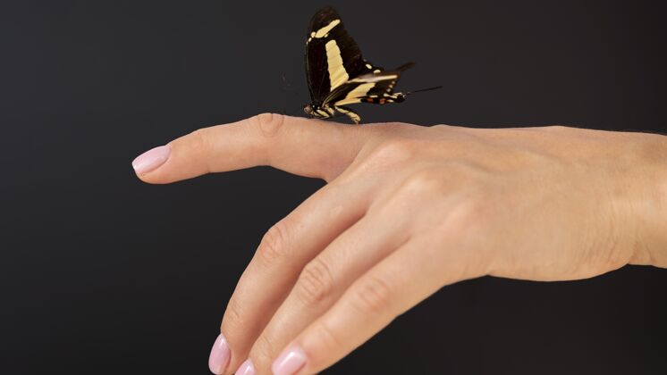 自然蝴蝶坐在手上的特写镜头水平和谐手