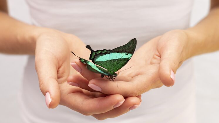 和谐蝴蝶坐在手上的特写镜头自然手美丽