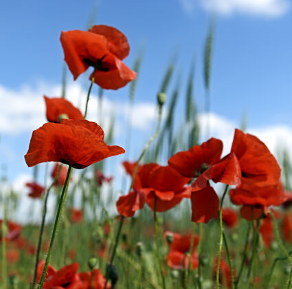 植物学春天有美丽的鲜红色罂粟花的草地夏天香气罂粟花