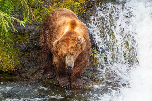 河流一只灰熊在布鲁克斯瀑布捕食鲑鱼海岸棕色灰熊在阿拉斯加卡迈国家公园捕鱼夏季自然野生动物主题棕熊棕色自然