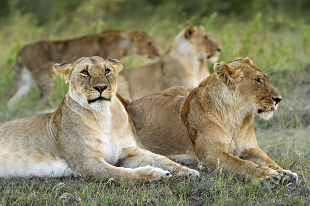 非洲狮子非洲大草原上的狮子马赛马拉捕食者自然野生动物