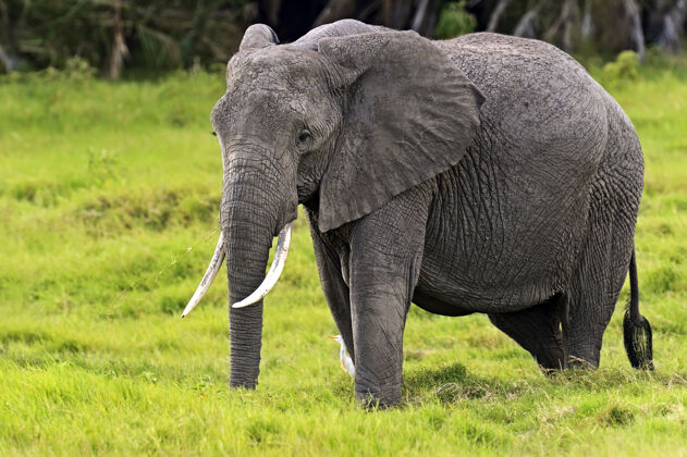 野生非洲大象在非洲大草原的自然栖息地荒野大象哺乳动物