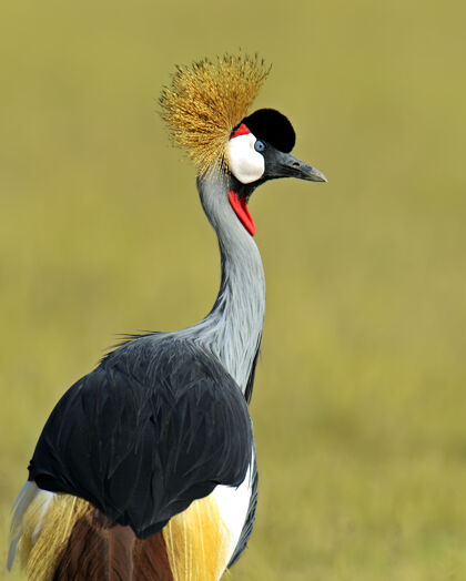 自然肯尼亚非洲大草原上的冠鹤荒野鹤野生动物