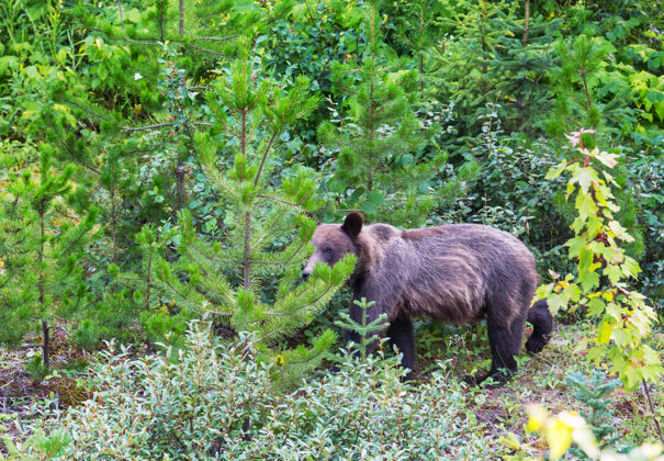 野生动物夏天的灰熊野生哺乳动物特写