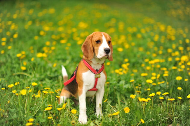狗狗肖像背光背景日落时 乡下田野里的小猎犬伸出舌头在草地上天空爪子太阳