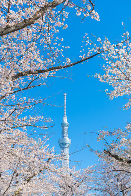 东京樱花东京天空树塔公园盛开樱花