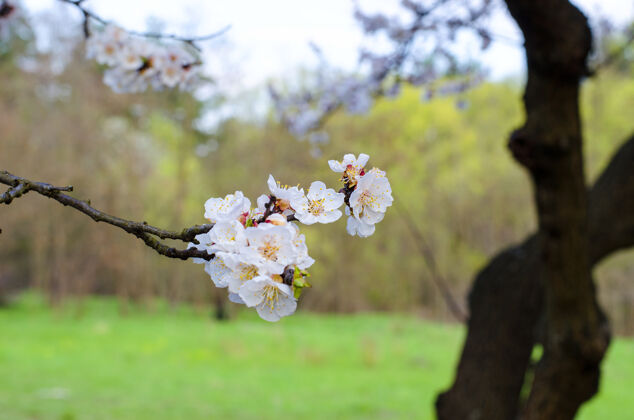 三月杏树春天开花生长五月水果