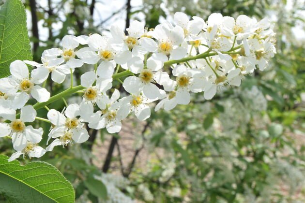 开花春季开花的樱桃枝 白色小花 叶近绿色背景软焦点新鲜户外花园