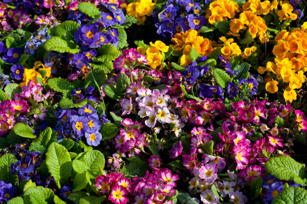 花瓣美丽花朵的特写镜头适合花卉背景阳光五颜六色开花