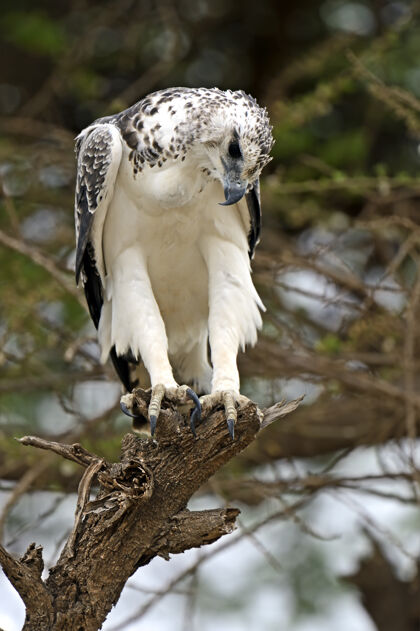 猛禽一只非洲鹰栖息在一棵相思树上动物猎鹰鸟