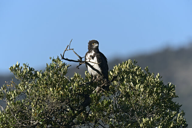 鹰纳库鲁国家公园的老鹰肯尼亚 非洲动物木材花