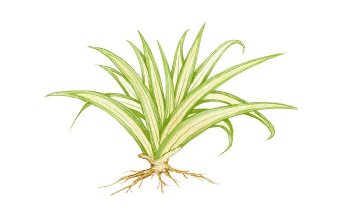 自然龙舌兰或龙舌兰植物的插图植物多年生植物刺