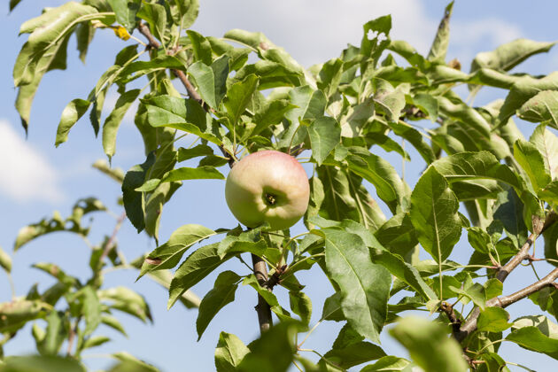 收获果园里树上的青苹果特写照片小景深园艺阳光果园