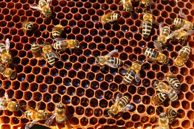 动物蜜蜂在蜂巢里的养蜂场和蜂巢特写镜头蜜蜂打蜡蜂蜡