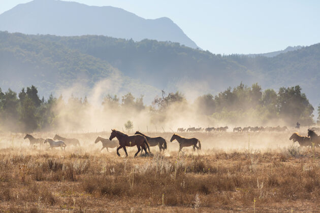 草地马群在南美智利的牧场上奔跑户外阿根廷宠物