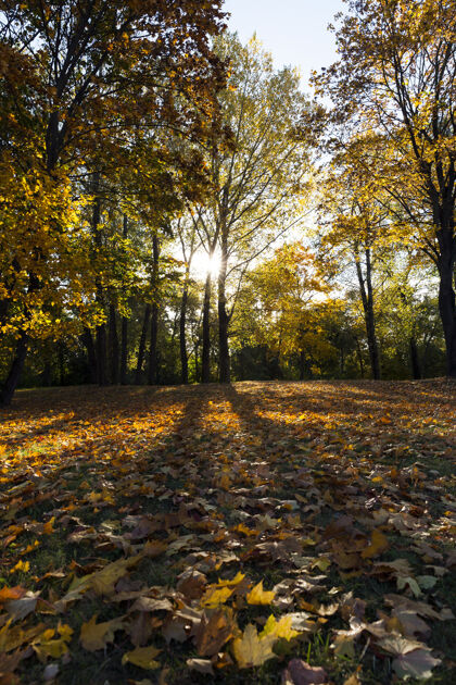 焦点秋天树叶变黄 包括枫树年.公园领土蓝色背景是天空 背景是背光有机植物学生长