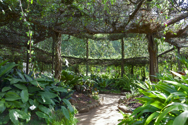 描述藤架从无花果在皇家植物园 佩拉德尼亚 康迪 斯里兰卡草自然森林
