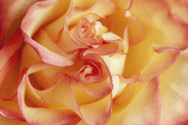 白天D？彩色黄红色玫瑰芽特写选择性聚焦 模糊背景香水花园魅力