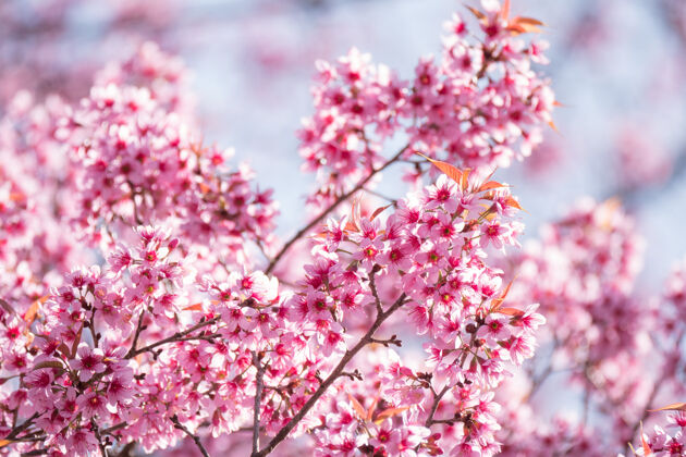 新鲜春天 樱花树近距离开放自然树阳光