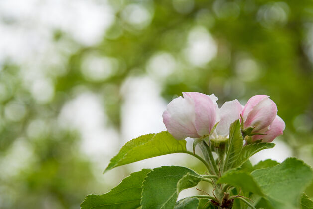 苹果花花的背景与苹果花盛开在绿色的背景自然花瓣花