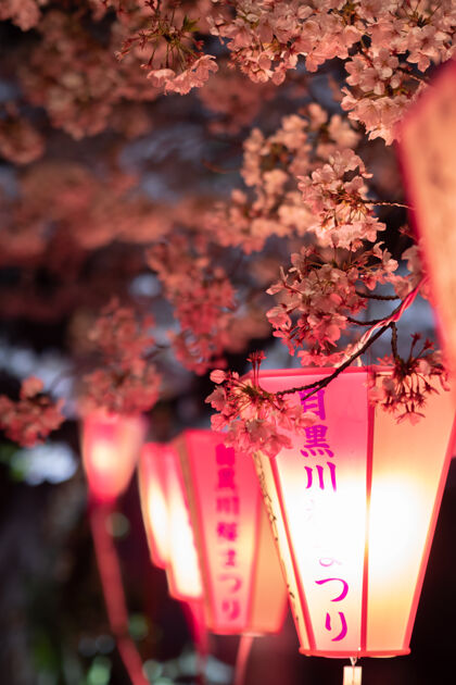 花园夜晚 樱花在美姑罗河畔点燃日本灯笼季节花春天