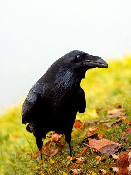 脊椎动物好奇的大黑乌鸦在秋天的草地上摆姿势 一只黑乌鸦的垂直肖像眼睛坐野生