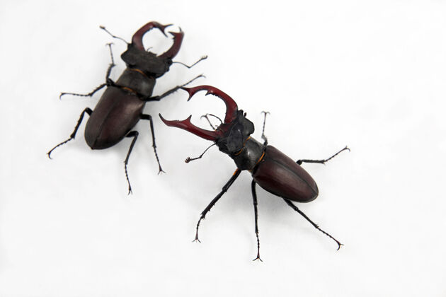 角两只公甲虫被隔离了巨大虫子力量