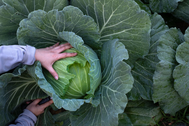 饮食特写镜头的女性手 收获一个绿色的新鲜白菜成熟的头部生长在农田新鲜人花园